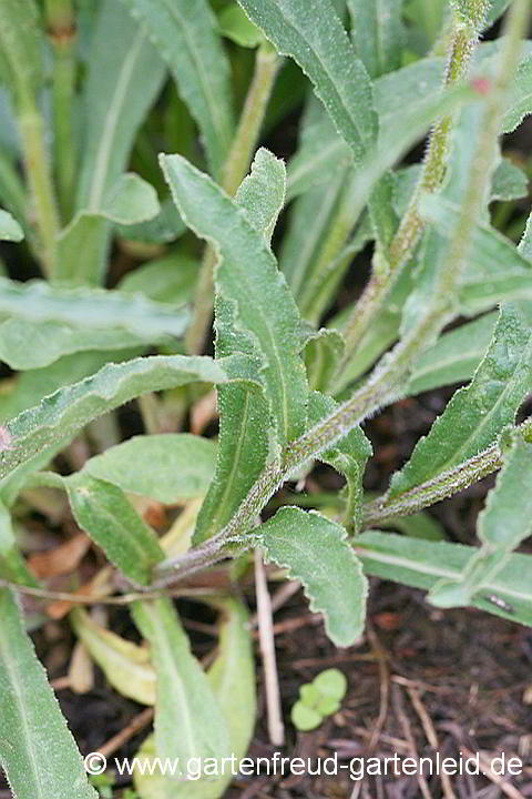 Campanula sibirica – Sibirische Glockenblume, Laub