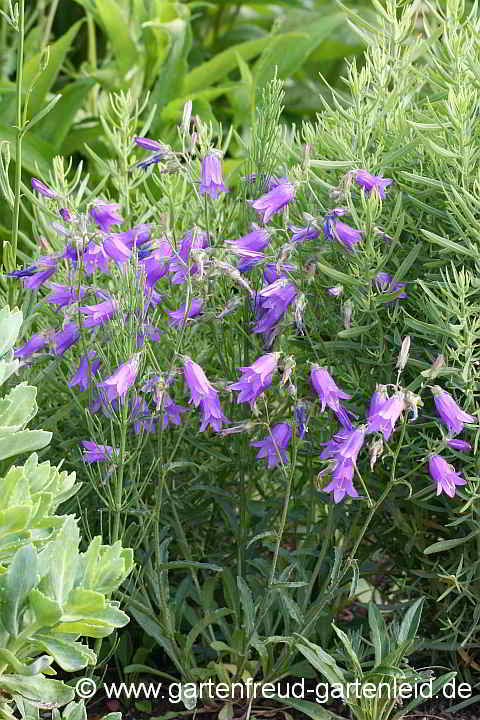 Campanula sibirica – Sibirische Glockenblume