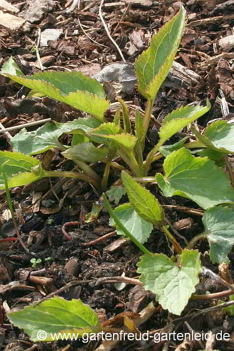 Campanula takesimana – Korea-Glockenblume, Austrieb