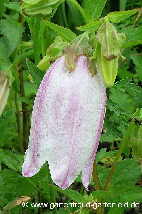 Campanula takesimana – Korea-Glockenblume