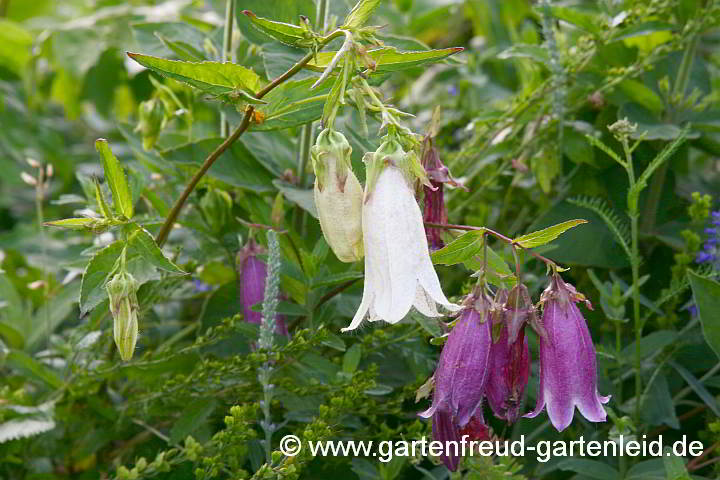 Campanula takesimana (Korea-Glockenblume, links) und C. punctata (Punktierte Glockenblume)