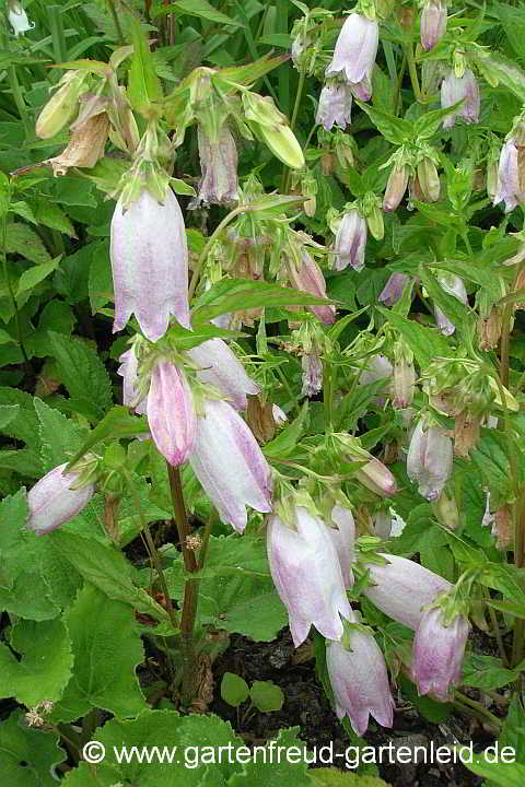 Campanula takesimana – Korea-Glockenblume