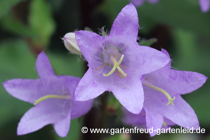 Campanula trachelium – Nesselblättrige Glockenblume, Blüte