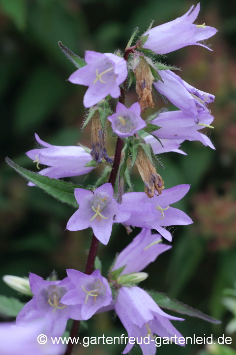 Campanula trachelium – Nesselblättrige Glockenblume