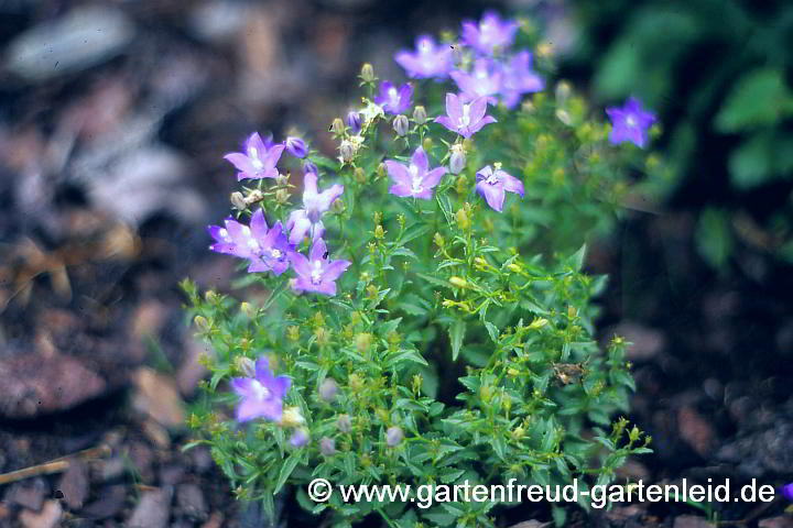 Campanula waldsteiniana – Waldsteinien-Glockenblume