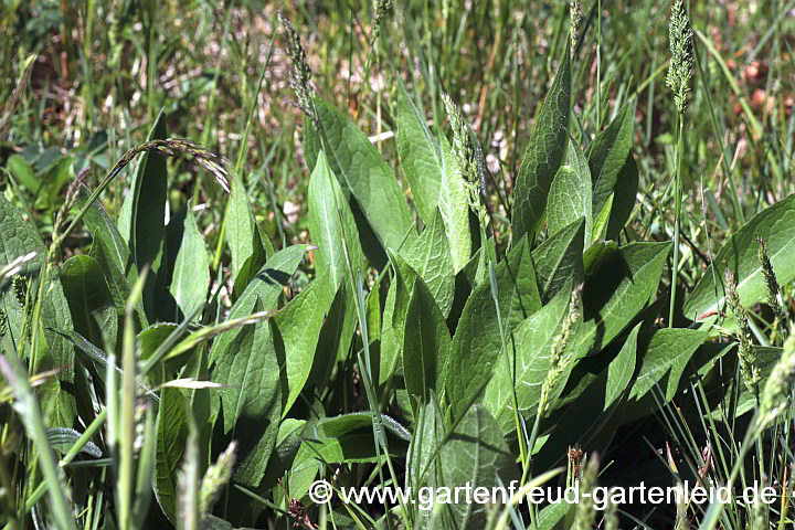 Centaurea jacea – Wiesen-Flockenblume, Austrieb