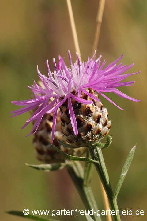 Centaurea jacea – Wiesen-Flockenblume, Blüten