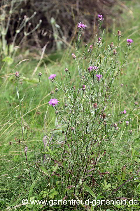 Centaurea jacea – Wiesen-Flockenblume