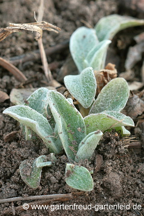 Centaurea montana – Berg-Flockenblume, Austrieb