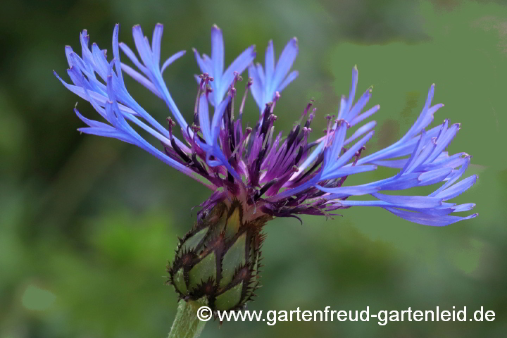 Centaurea montana – Berg-Flockenblume, Blüte