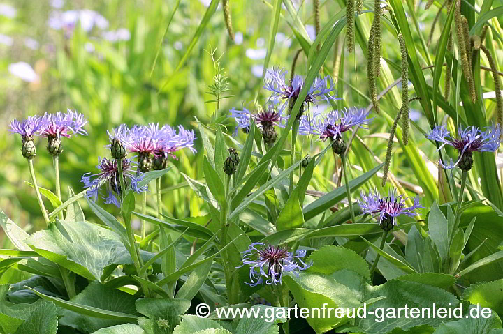 Centaurea montana – Berg-Flockenblume, Blüten