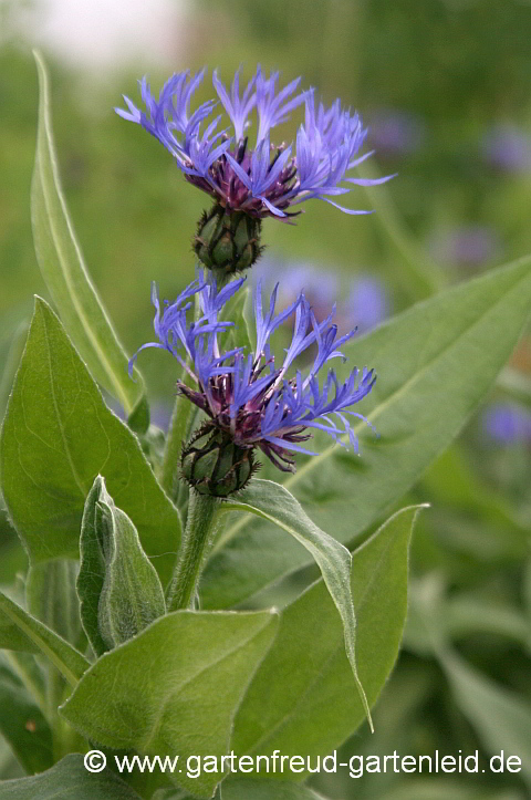 Centaurea montana – Berg-Flockenblume, Blüten
