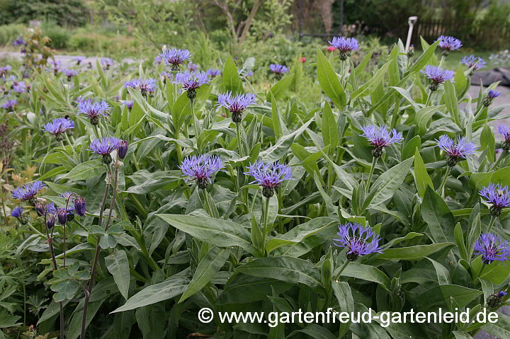 Centaurea montana – Berg-Flockenblume