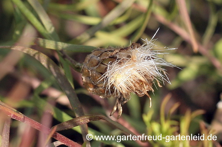 Centaurea scabiosa – Skabiosen-Flockenblume, Fruchtschmuck