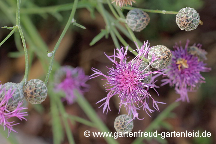 Centaurea scabiosa – Skabiosen-Flockenblume