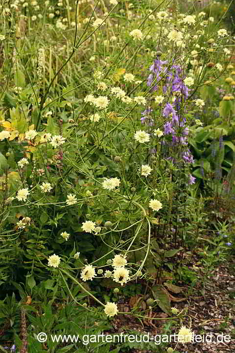 Cephalaria gigantea – Großer Schuppenkopf