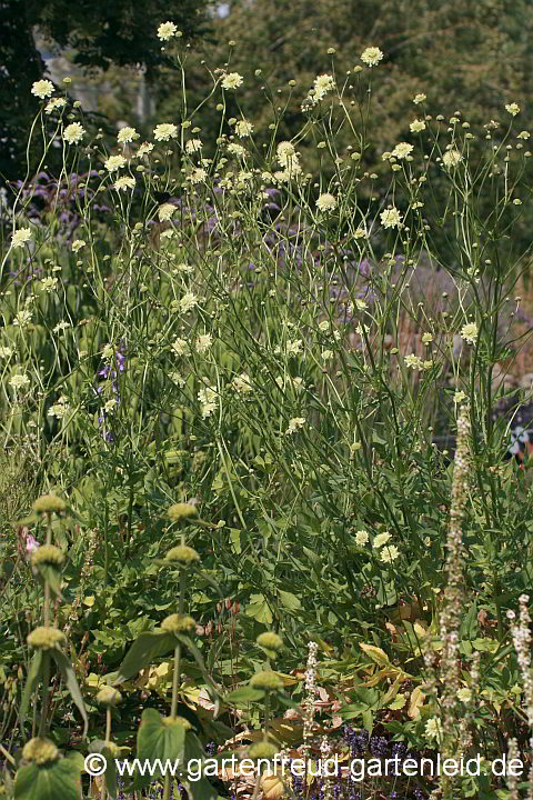 Cephalaria gigantea – Großer Schuppenkopf