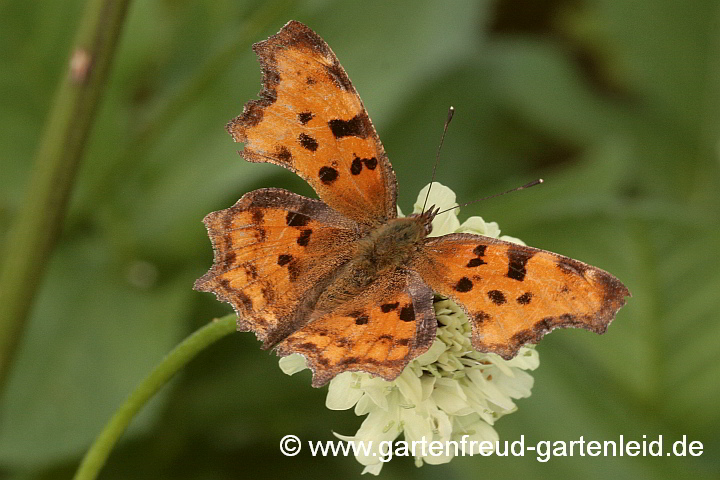 Cephalaria gigantea – Großer Schuppenkopf