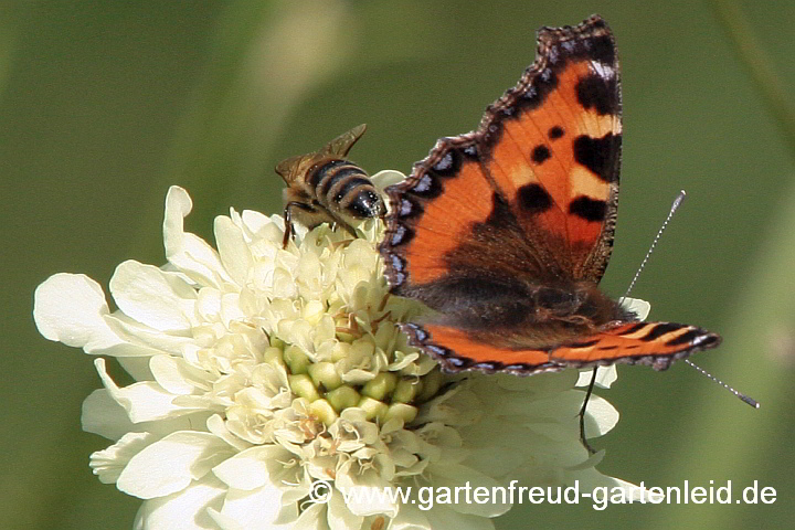 Cephalaria gigantea – Großer Schuppenkopf