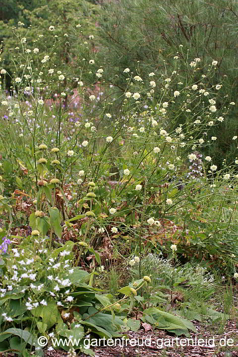 Cephalaria gigantea – Großer Schuppenkopf