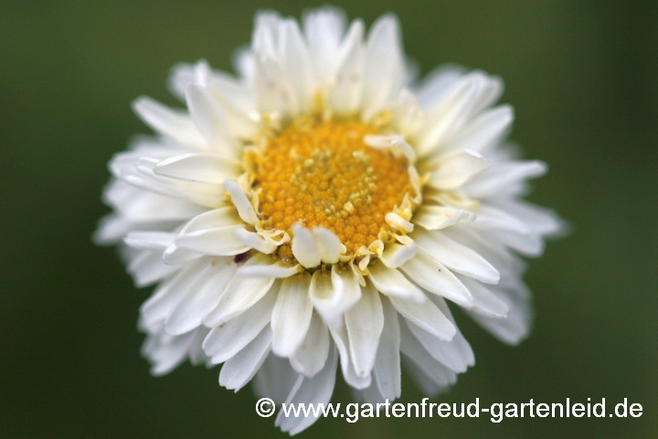 Chamaemelum nobile 'Flore Pleno' – Römische Kamille bzw. Teppichkamille, Blüte