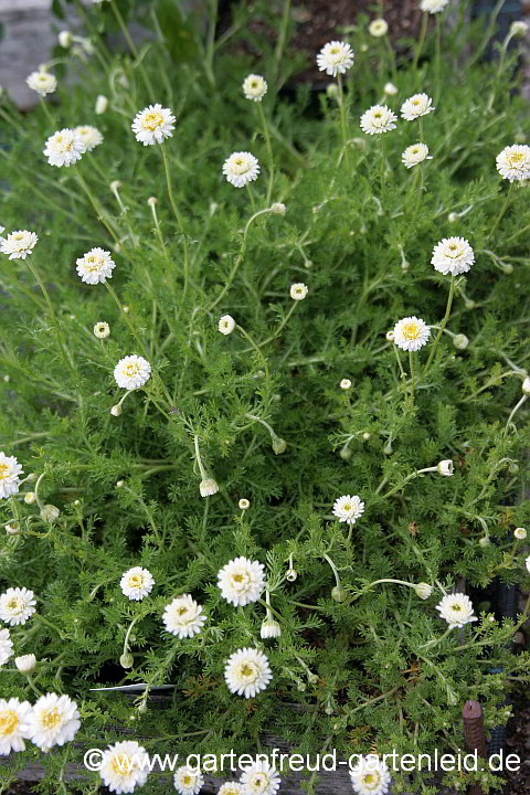 Chamaemelum nobile 'Flore Pleno' – Römische Kamille bzw. Teppichkamille