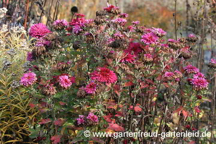 Chrysanthemum x grandiflorum – Garten-Chrysantheme Ende Oktober