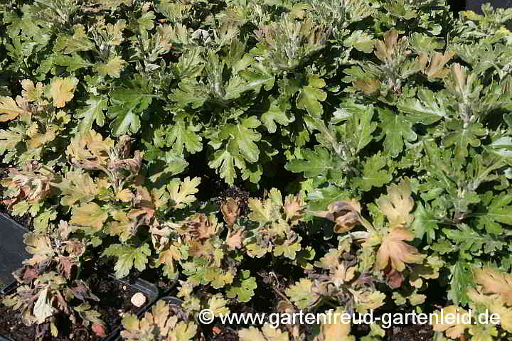 Chrysanthemum x grandiflorum – Garten-Chrysantheme, Frostschaden