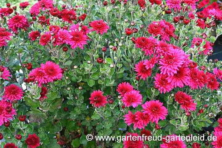 Chrysanthemum x grandiflorum dunkelrot – Garten-Chrysantheme