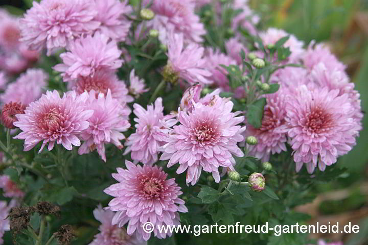Chrysanthemum x grandiflorum rosa – Garten-Chrysantheme
