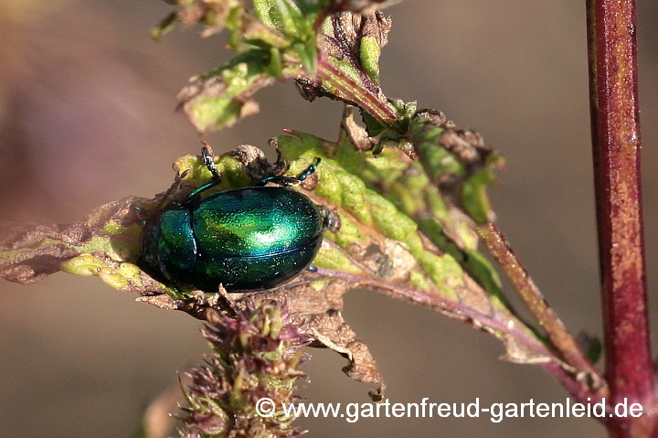 Pfefferminze mit Blattkäfer (Chrysolina coerulans)