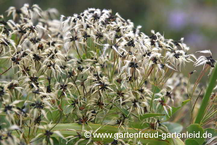 Clematis – Fruchtschmuck