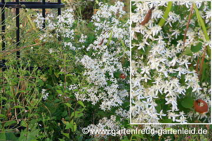 Clematis mandschurica – Mandschurische Waldrebe mit Schnecken