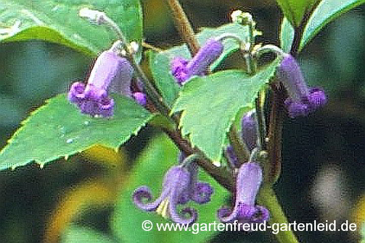 Clematis heracleifolia – Großblättrige Waldrebe