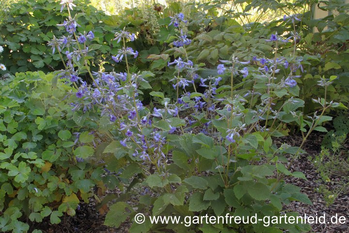 Clematis heracleifolia &ndash; Gro&szlig;bl&auml;ttrige Waldrebe