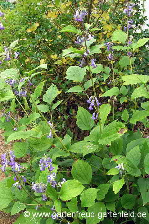 Clematis heracleifolia – Großblättrige Waldrebe