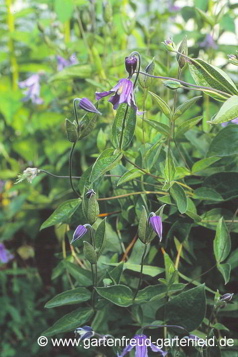 Clematis integrifolia – Ganzblättrige Waldrebe