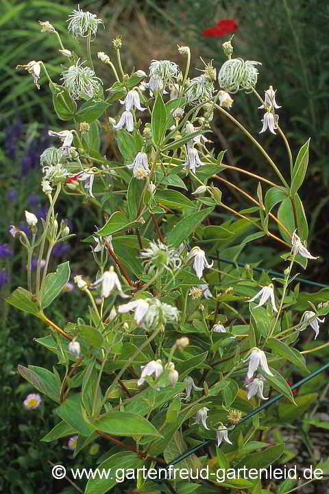 Clematis integrifolia `Alba´ – Ganzblättrige Waldrebe