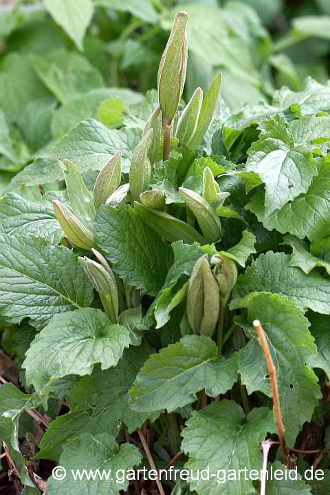 Clematis integrifolia – Ganzblättrige Waldrebe in Campanula latifolia