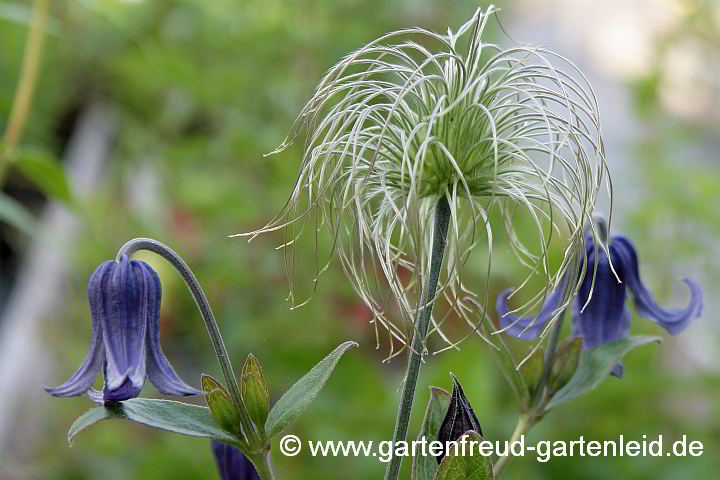 Clematis integrifolia – Ganzblättrige Waldrebe, Blüten und Fruchtschmuck