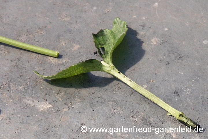 Clematis integrifolia – Ganzblättrige Waldrebe, Teilsteckling