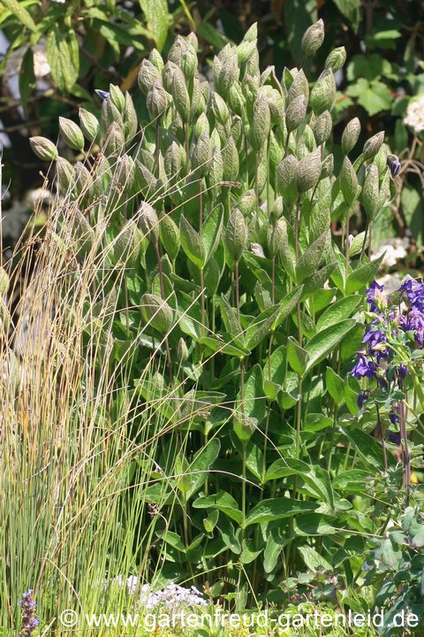 Clematis integrifolia &ndash; Ganzbl&auml;ttrige Waldrebe