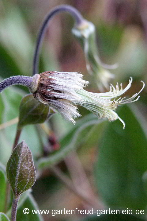 Clematis integrifolia – Ganzblättrige Waldrebe, verblüht