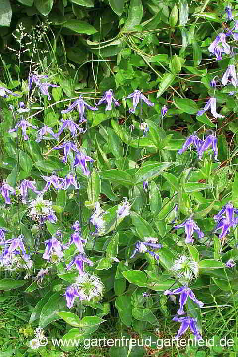 Clematis integrifolia – Ganzblättrige Waldrebe