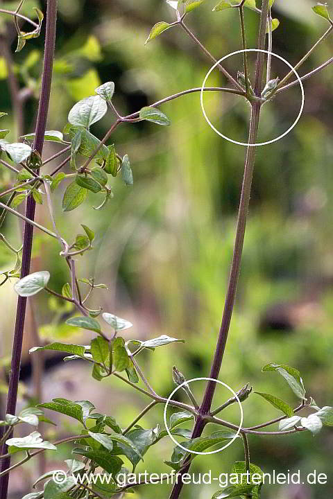 Clematis mandshurica – Mandschurische Waldrebe, Austriebspunkte (Augen)