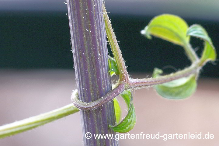 Clematis mandshurica – Mandschurische Waldrebe, Blattranke