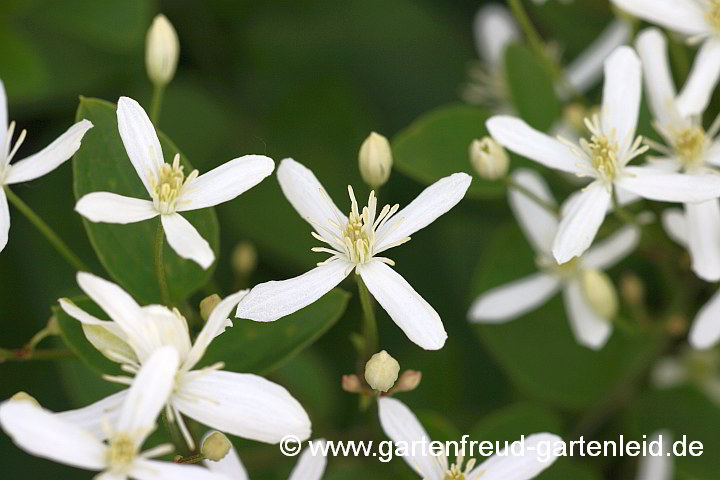 Clematis mandshurica – Mandschurische Waldrebe