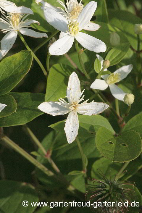 Clematis mandshurica – Mandschurische Waldrebe