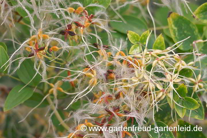 Clematis mandshurica – Mandschurische Waldrebe, Fruchtschmuck