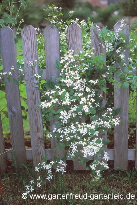 Clematis mandshurica – Mandschurische Waldrebe